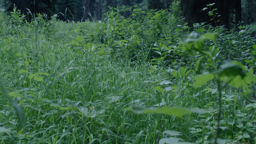 Dense foliage is covering the ground in a forest clearing in daylight