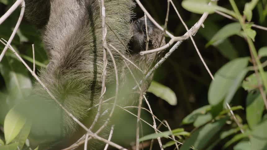 Furry animal moves around in the bushes