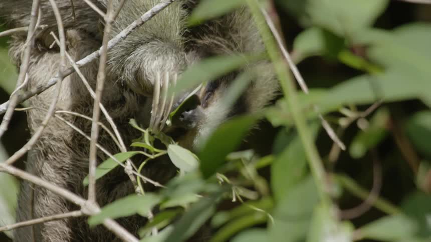 Furry animal with long claws sits in a bush