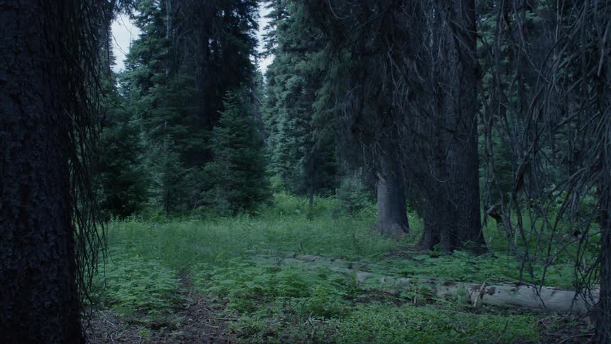 Large green trees stand tall in the forest