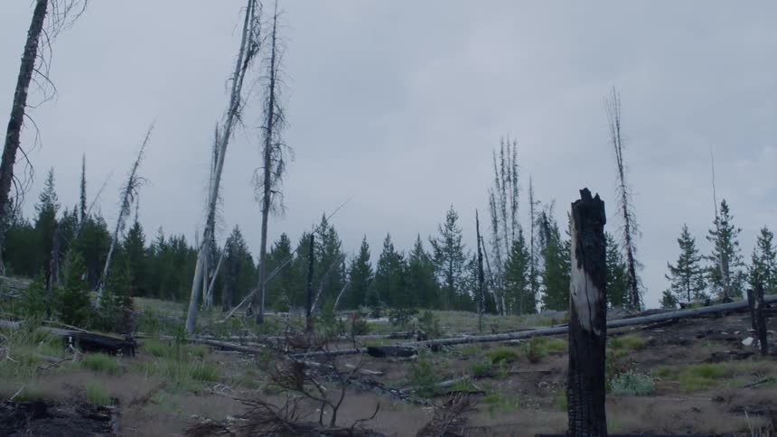 The trees are damaged and fallen in this forest