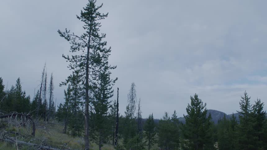 Tree covered plains on a cloudy day