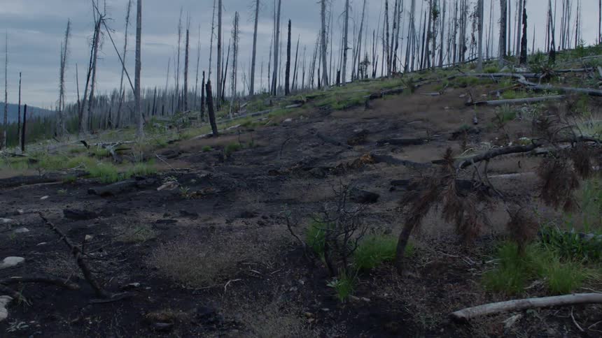 Bare trees stand in burned forest in the wilderness on cloudy evening