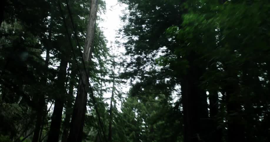 Tall trees and a power line can be seen