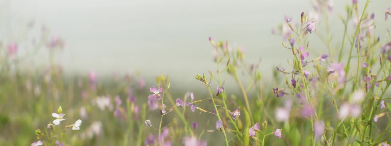 The purple flowers fill the field on a cloudy day