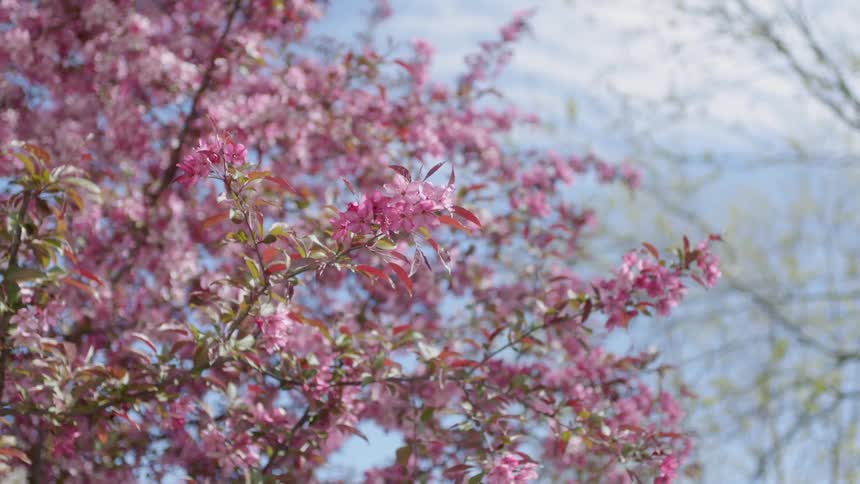 Branches on a tree with pink blossoms blow in the wind on a sunny day