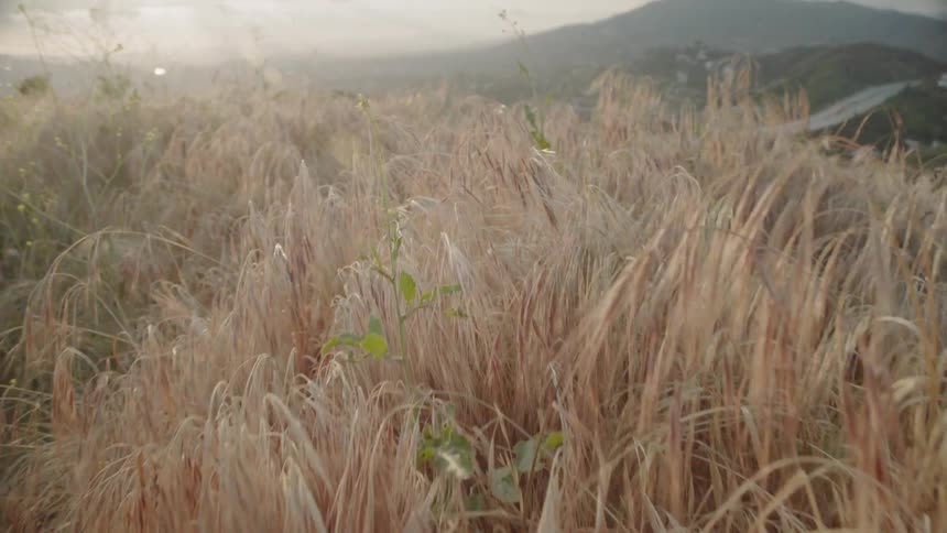 The wind blows the tall grass on the hill
