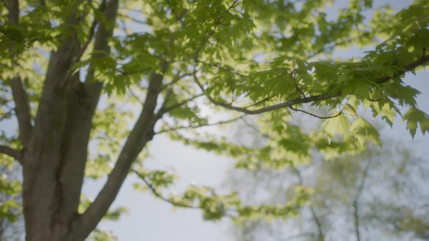 The branches and leaves of a green tree on a sunny day