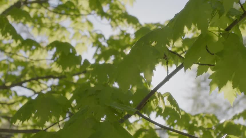 The sun shines through the branches and leaves of a tree
