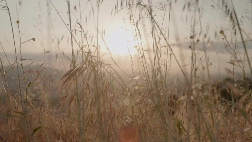Grass and weeds sway in the breeze