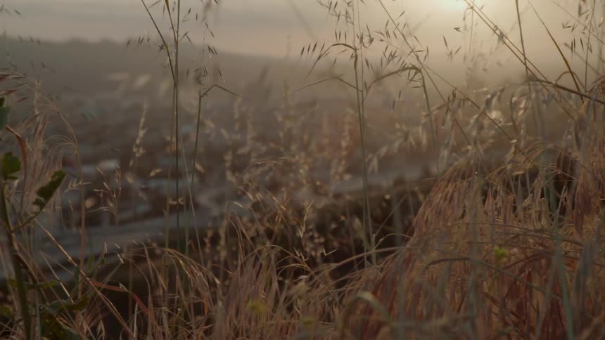 Grass and weeds are swaying in the breeze as the sun begins to set
