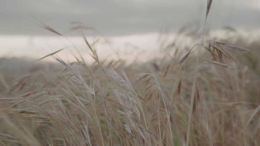 Grass sways lightly in the breeze