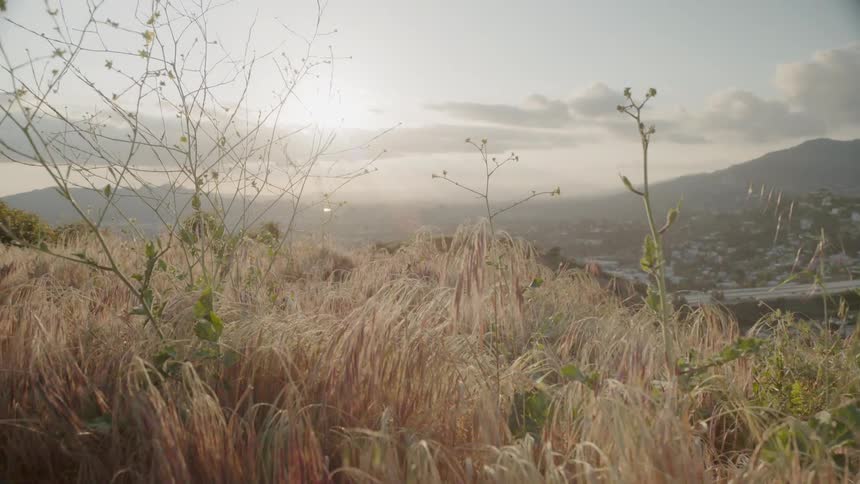 Grass and weeds are growing on a hill on a cloudy day