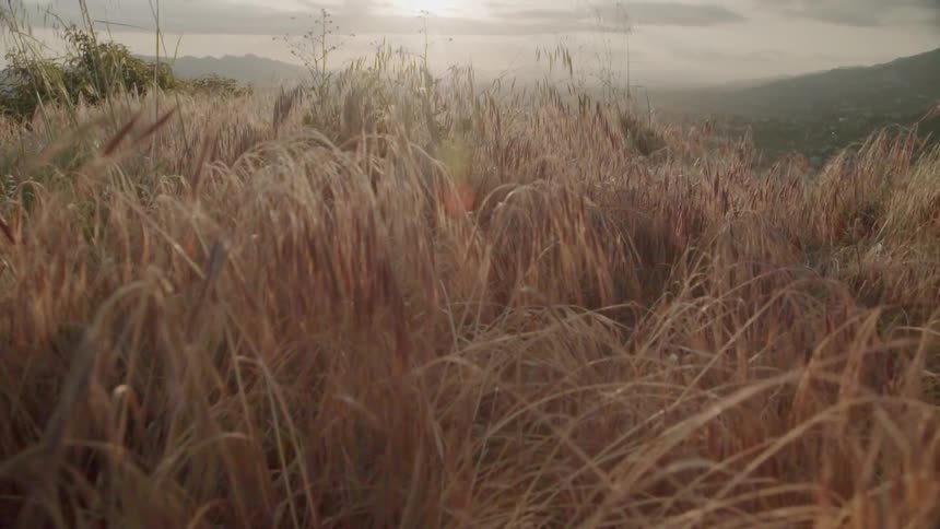 The sun shines on a grass covered hill