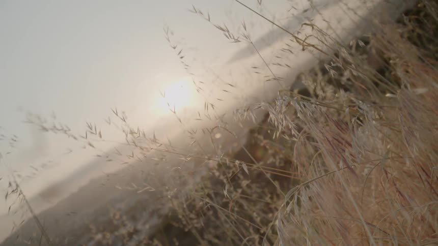Grass and weeds are growing on a hill on a breezy afternoon