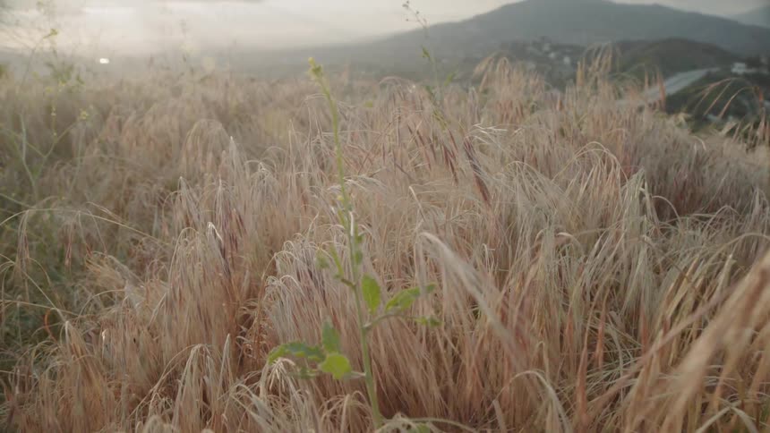 Tall brown blades of grass in a field at sunset