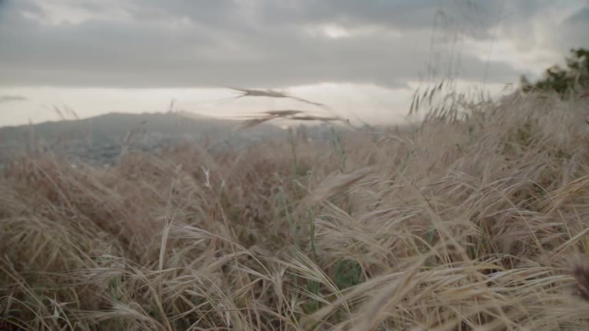 The tall grass lays still on a cloudy day