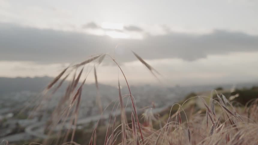 Grass covers a hill near a city