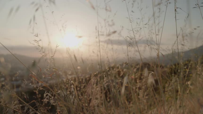 Grass and weeds are growing on a hill on a breezy afternoon