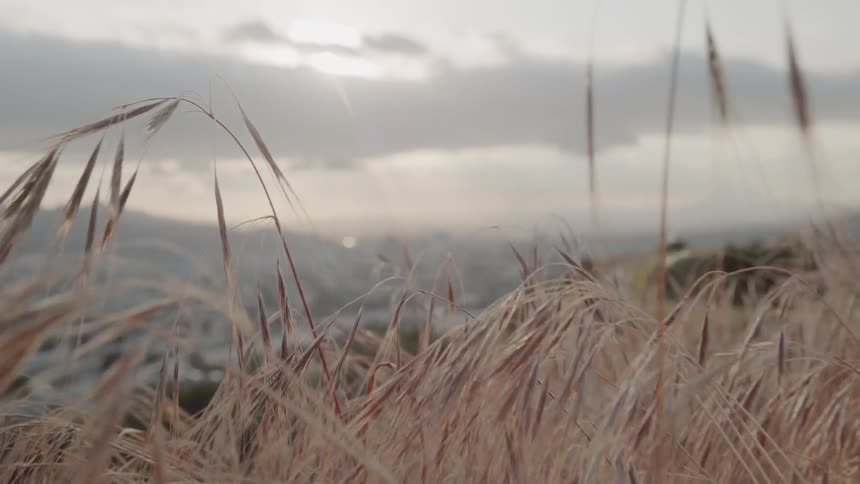 Grass and weeds are growing on a hill on a cloudy day