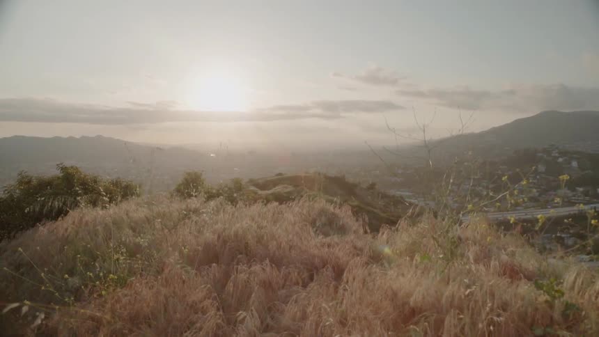 Tall grass and brush on a hilltop at sunset