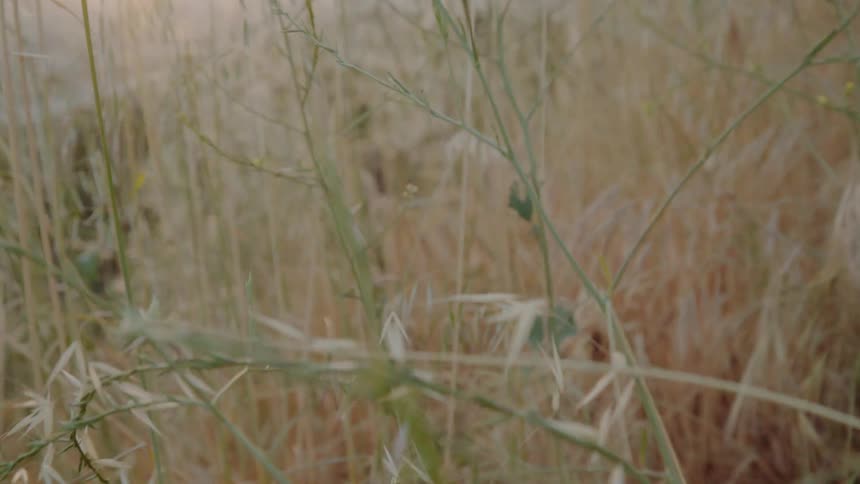 Grass and weeds sway in the breeze