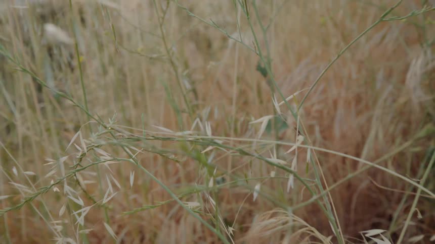 Grass is disturbed in a rural field