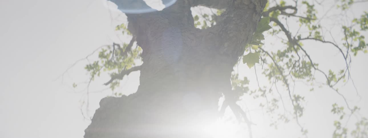 The sun shines through tree branches