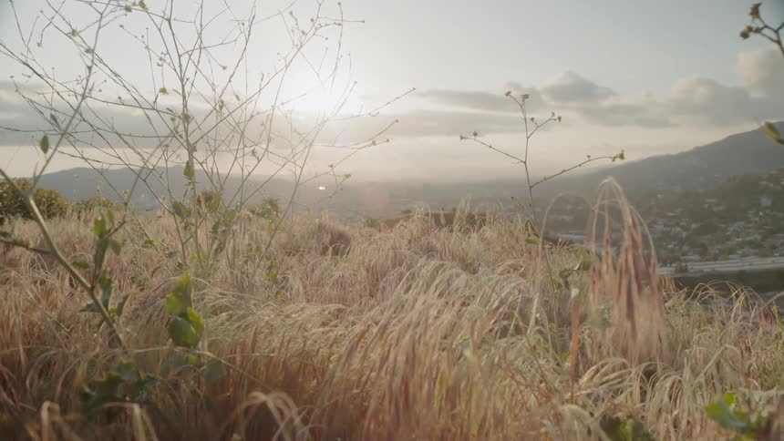 Grass and weeds cover the hill
