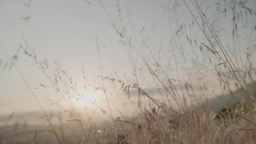Grass and weeds are swaying in the breeze as the sun begins to set