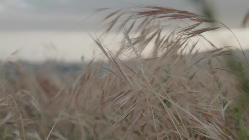 Grass and weeds are growing on a hill on a cloudy day