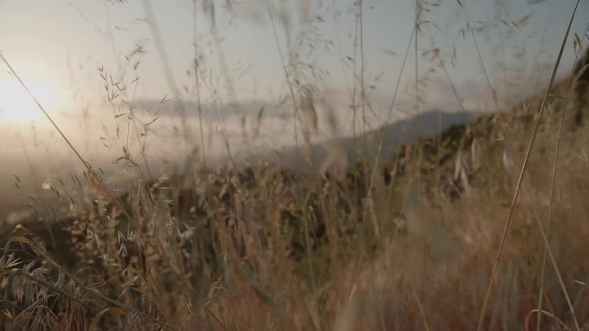 Grass and weeds are growing on a hill on a breezy afternoon