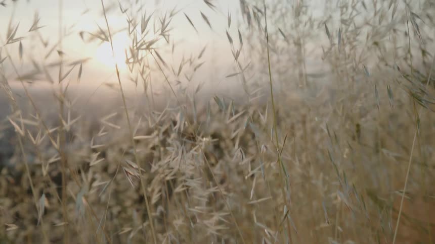 The wind blows the tall grass as the sun sets