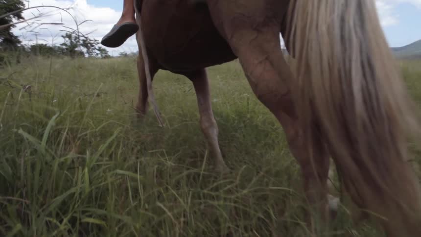 Horse galloping through a field