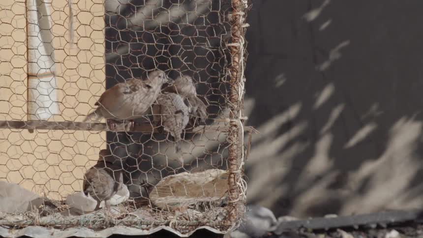 Some birds standing around in a bird coop