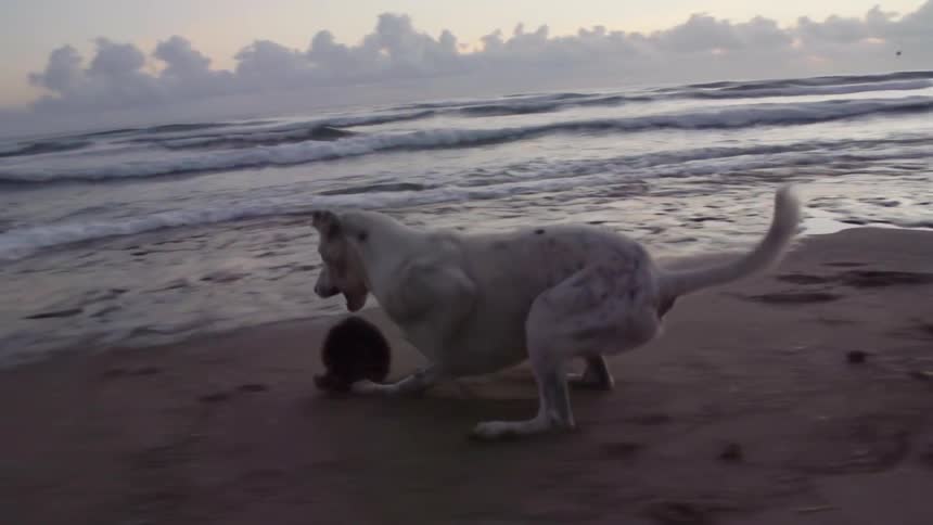 A dog running and chasing down a toy on the beach