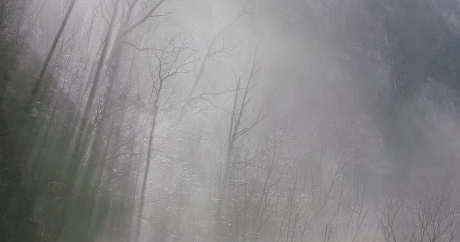 Smoke is drifting up through trees in a forest during the daylight