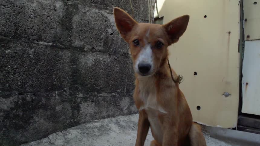 Small brown dog sits next to a concrete wall