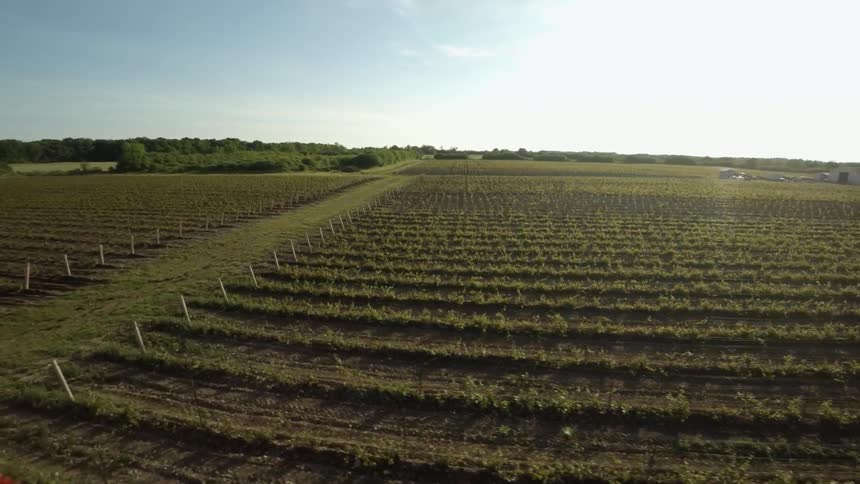 Aerial view of some crops on a sunny day