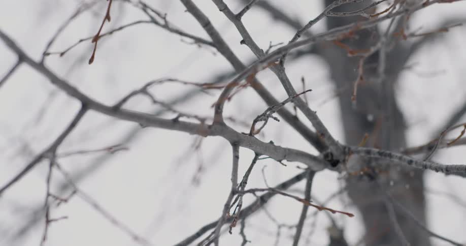 A close up shot of tree limbs while its snowing