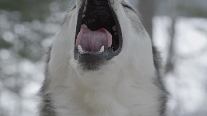 Dog barks and howls outside in snow