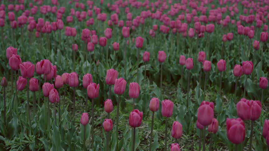 The field is full of red flowers