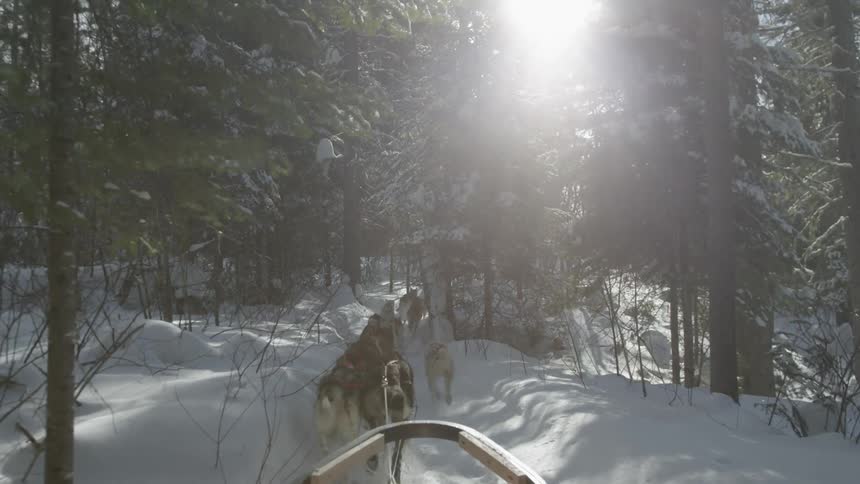 Dogs pull a sled over a snowy trail in the forest