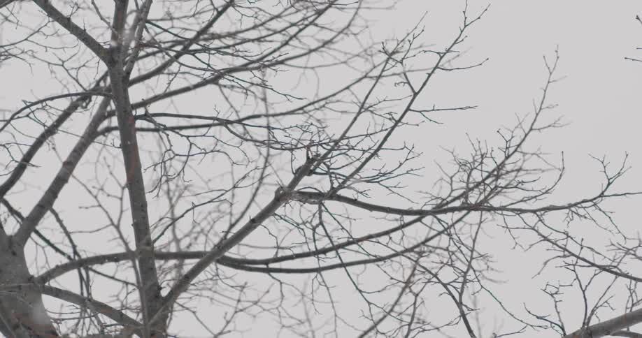 Snow falling on bare trees
