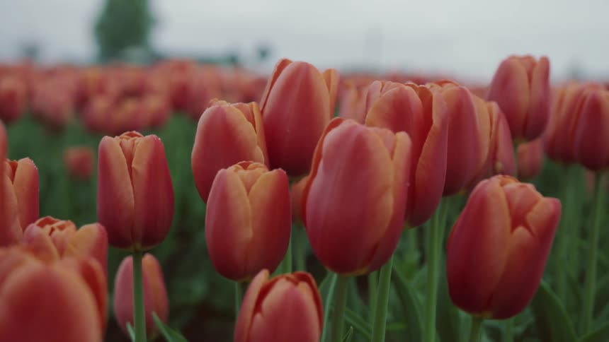 Field of tulips sits under a cloudy sky
