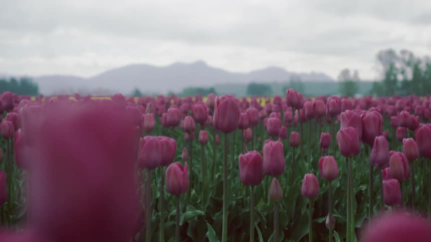 Tulips are blooming in a field on a cloudy day