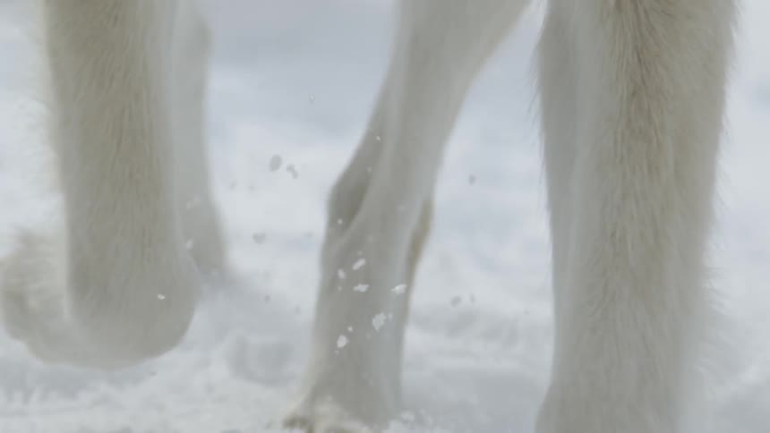 Animal's feet run in the snow