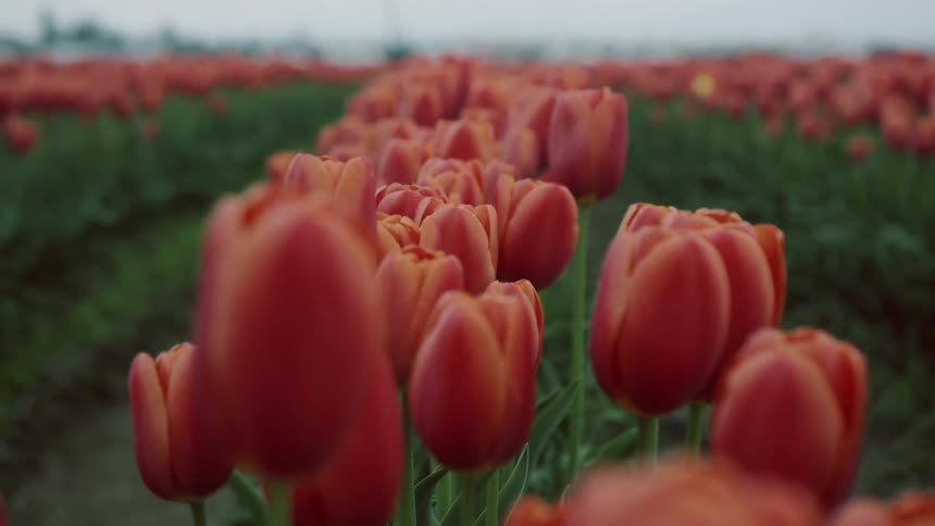 Field of red tulips under a cloudy sky