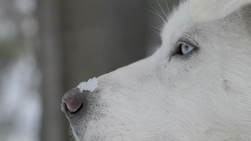 A white dog looks around with snow on his nose