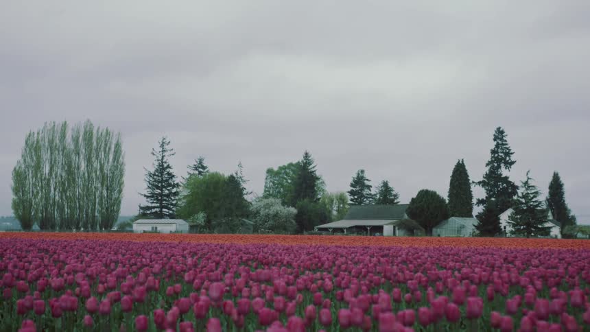 Tulips are blooming in a field on a cloudy day